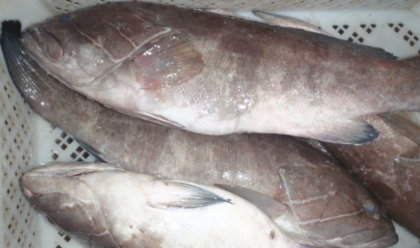 Poisson