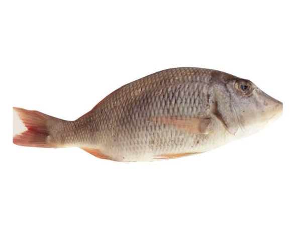 Poisson
