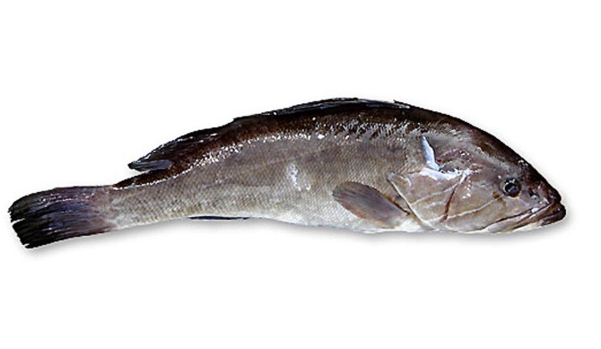 Poisson